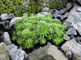 Saxifraga ferdinandi coburgii var rhodopea